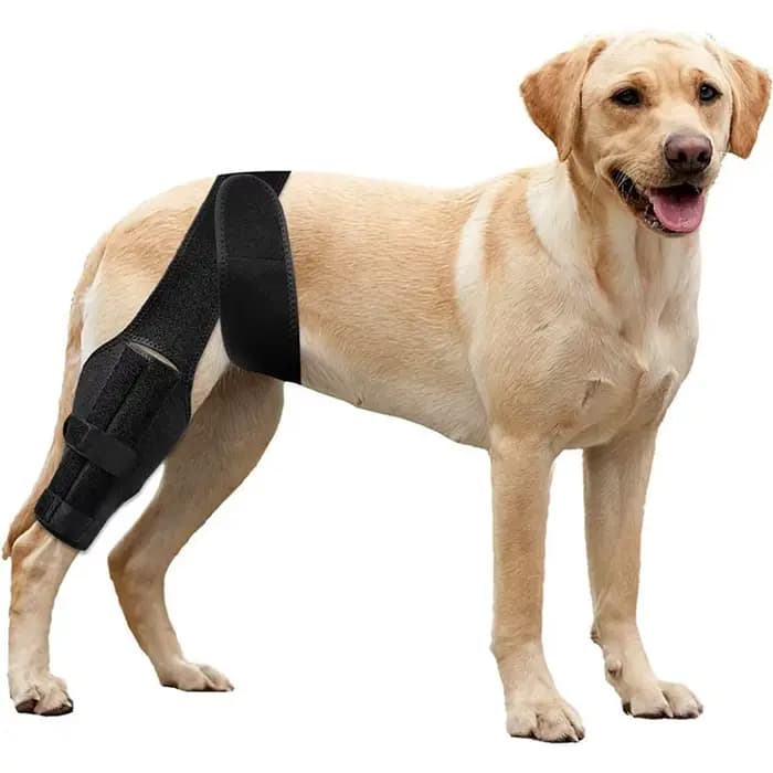 Genouillère réglable pour chien, genouillères pour animal de compagnie, soutien avec Nina iate, bles
