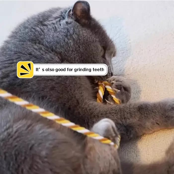 Jouet interactif pour chat, tige à taquiner avec corde pour chats à mâcher et à chasser, jouet Tease