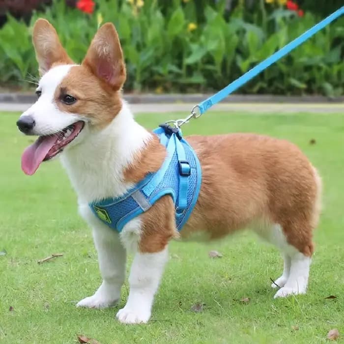 Ensemble de coulée SFP et laisse pour chien et chat, sans côtes, maille respirante