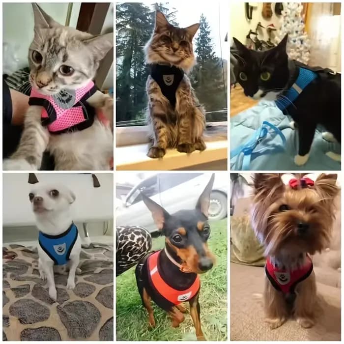 Harnais pour chat réglable, maille respirante anti-fuite avec gilet réfléchissant laisse de 5 pieds-