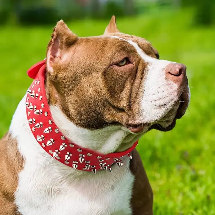 Grand collier de chien à pointes pour les races moyennes et grandes L-3XL Pitbull Mastiff Boxer cuir