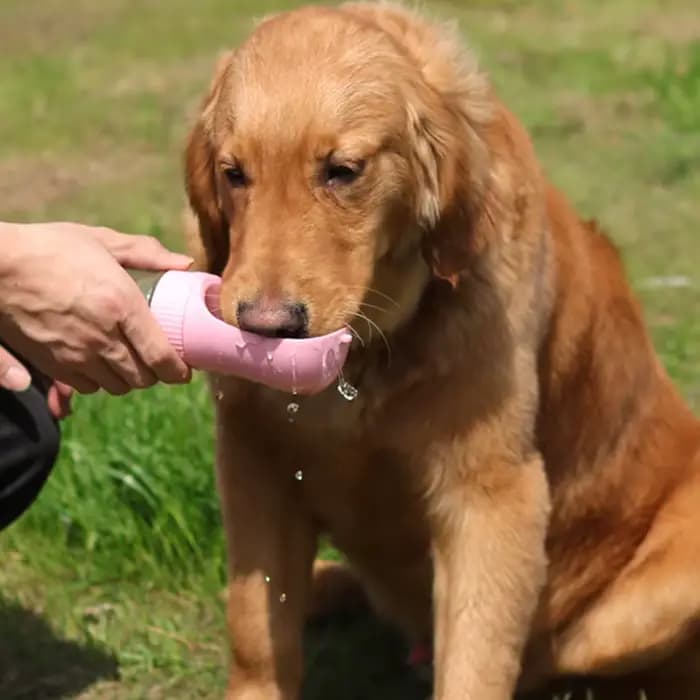 Bouteille d'eau Portable 2 en 1 pour chiens, petits et grands chats, bols à boire pour la marche en