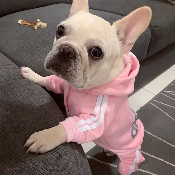 Sweat à capuche pour chien à quatre pattes, combinaison pour chiot, salopette avec lettres pour peti