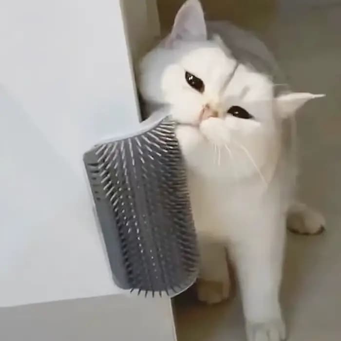 Masseur pour chats, matériau PP, articles pour animaux de compagnie, brosse pour enlever les cheveux
