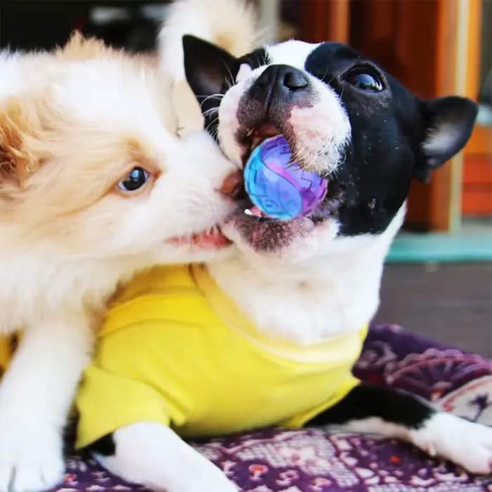 Balle à mâcher grinçante pour chien de compagnie, jouet à mâcher pour chiot, son pur et naturel, non