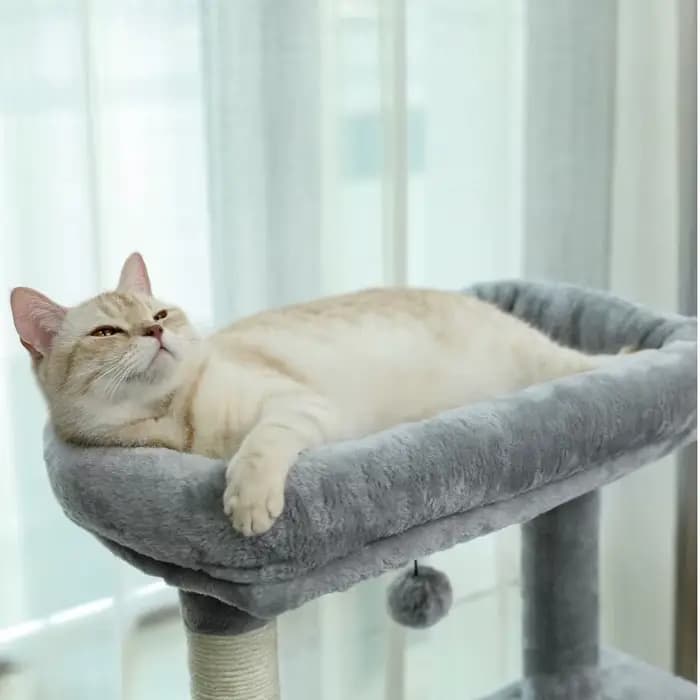 Arbre à Chat pour Grands Chats Adultes avec Super Grand Perchoir Supérieur, Tour pour Grands Chats a