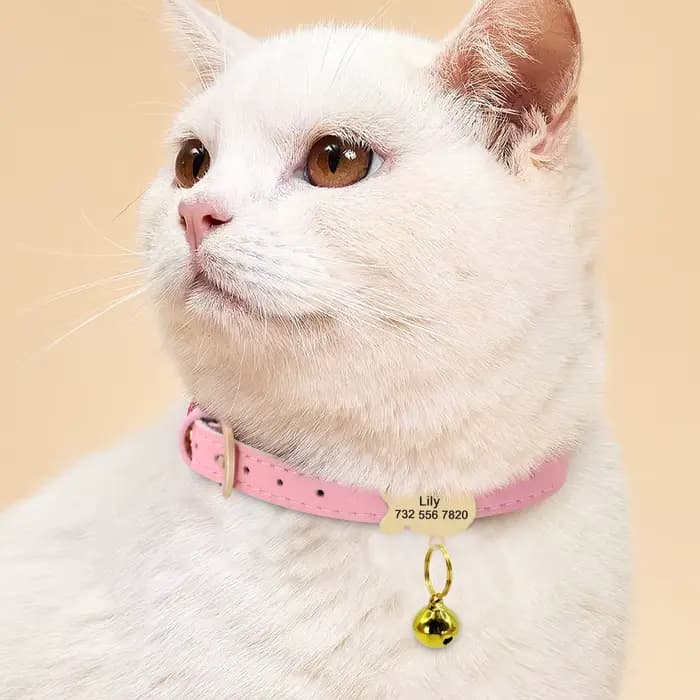 Étiquette d'identification Anti-perte pour chien et chat, pour collier gravé, étiquettes d'identific