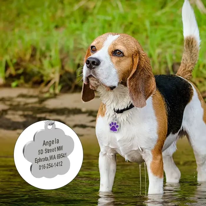 Étiquettes d'adresse personnalisées pour chien et chat, accessoires gravés pour chiot de chat, nom e