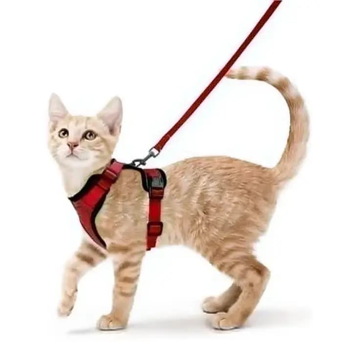Collier pour chien et chat, harnais, laisse pour promenade en plein air, Anti-évasion, réfléchissant