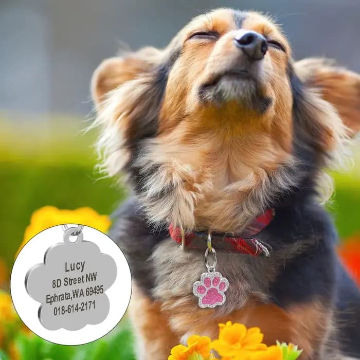 Étiquettes personnalisées pour chien et chat, étiquette gravée avec nom d'identification pour chiot,