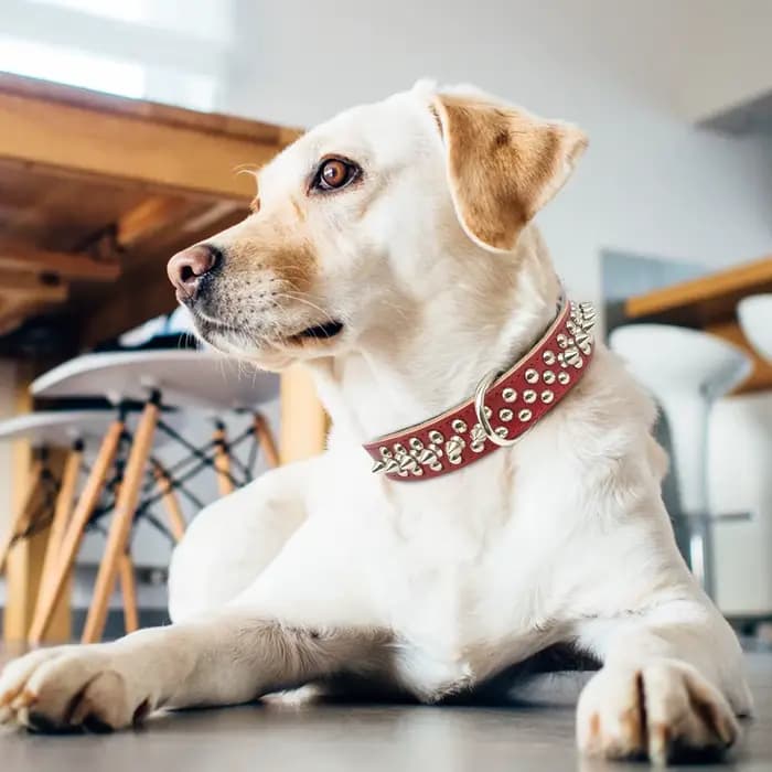 Collier de chien en cuir clouté à pointes pour petits et moyens chiens bouledogue réglable Anti-mors
