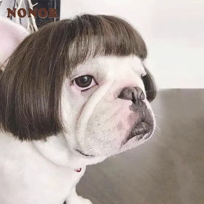 NONOR-Perruques pour animaux de compagnie, accessoires de cosplay, chapeau en élasthanne croisée, ol