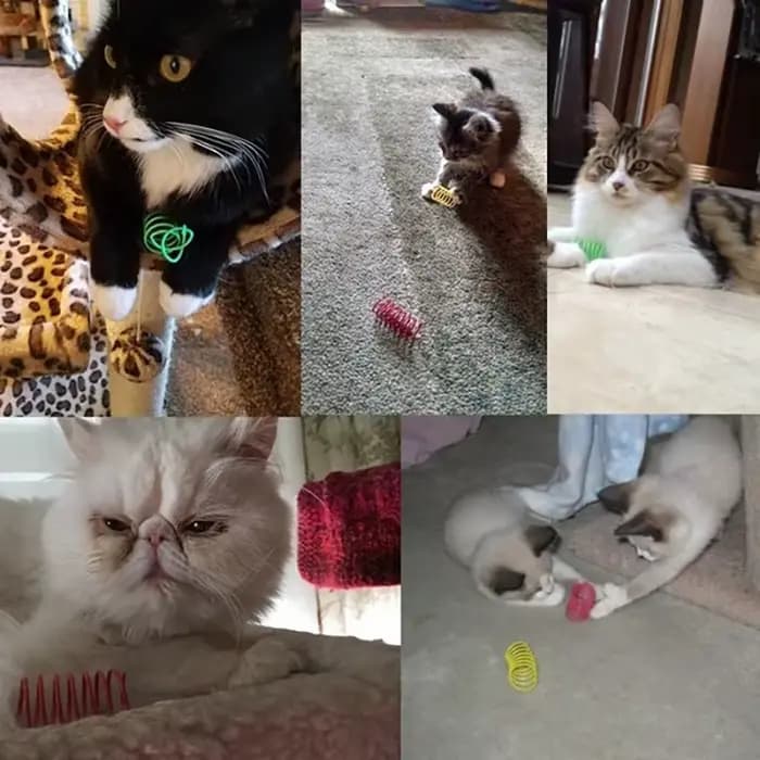 Jouets pour chaton, large et Durable, calibre lourd, jouet de printemps pour chat, ressorts colorés,