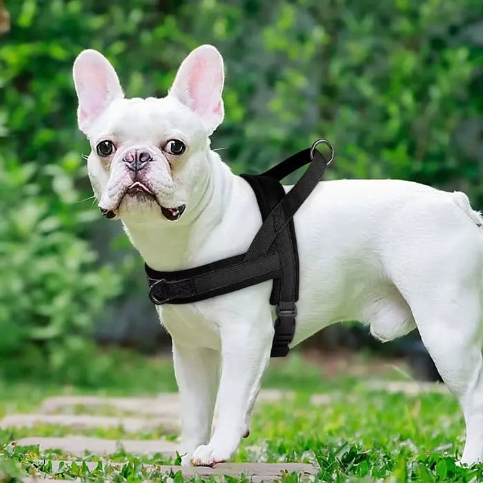 GlaSoft réglable en nylon rembourré pour animaux de compagnie, chien, chat, extérieur, sans côtes, b