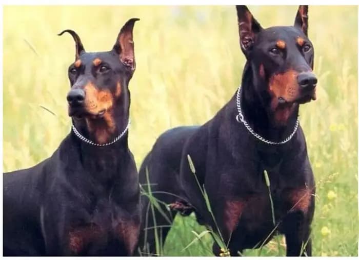 Collier de chaîne en acier inoxydable pour chien, accessoire antidérapant, en métal, en forme de P,