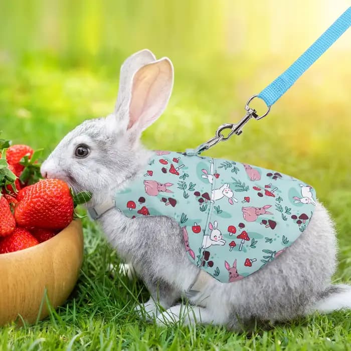 Poitrine et dos College pour animaux de compagnie, respirant, lapin, usage extérieur, un ensemble
