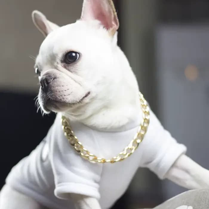Collier de luxe pour chien, chaîne dorée pour Pitbull, Bulldog, Teddy, Bouledogue Français, collier