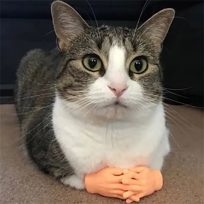 Gants en silicone pour chat, mini modèle de mains minuscules, outil de massage drôle, petit doigt, j
