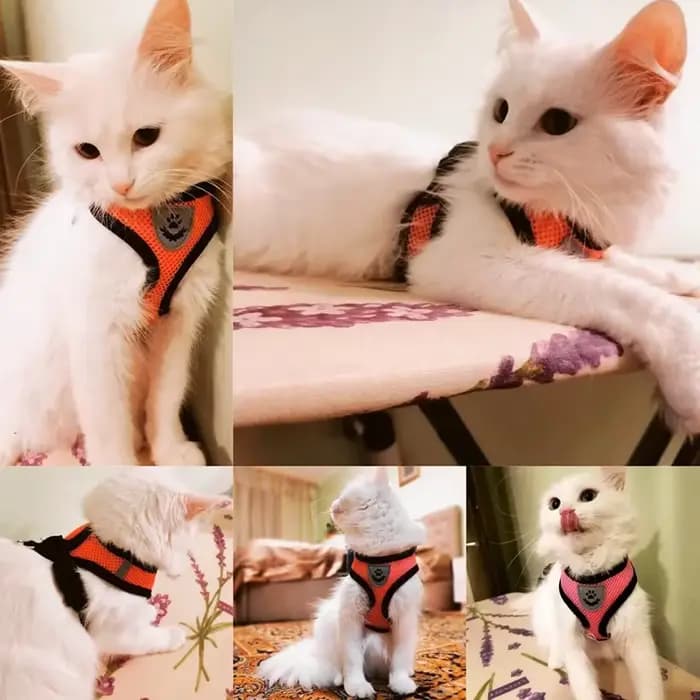 Harnais d'été pour chien et chat, laisse en plomb, gilet réglable, maille en Polyester, respirant, r