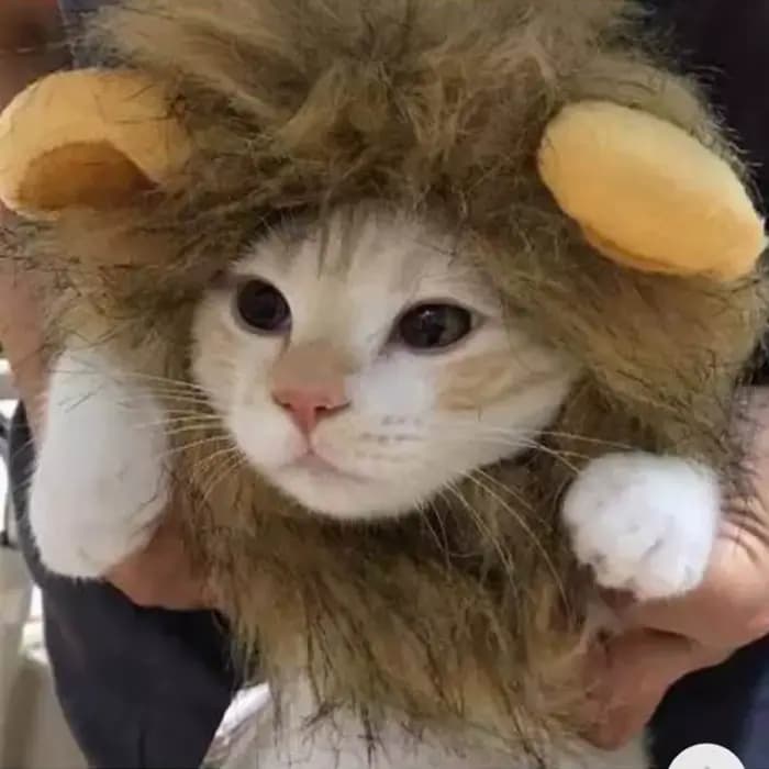 Chapeau de perruque de crinière de chat mignon pour chiens et chats, casquette de cheveux de paupièr