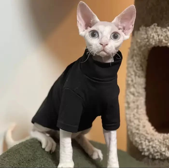 DUOMASUMI-Vêtements thermiques chauds auto-chauffants pour chat Sphynx, sous-vêtements sans poils, D