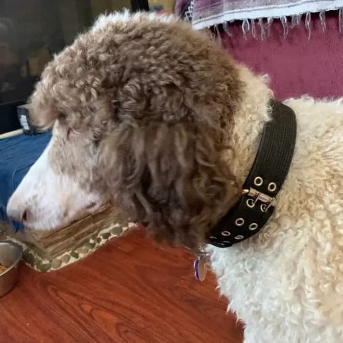 Colliers militaires épais et larges pour chiens de grande taille, collier tactique réglable en Nylon