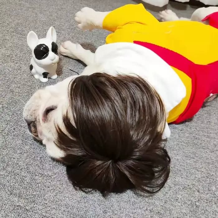 NONOR-Perruques pour animaux de compagnie, accessoires de cosplay, chapeau en élasthanne croisée, ol