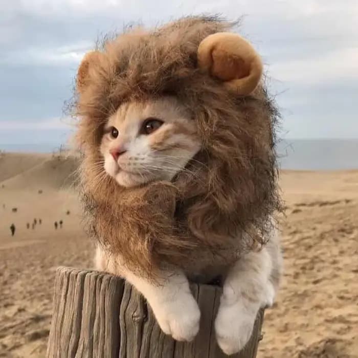 Chapeau de perruque de crinière de chat mignon pour chiens et chats, casquette de cheveux de paupièr