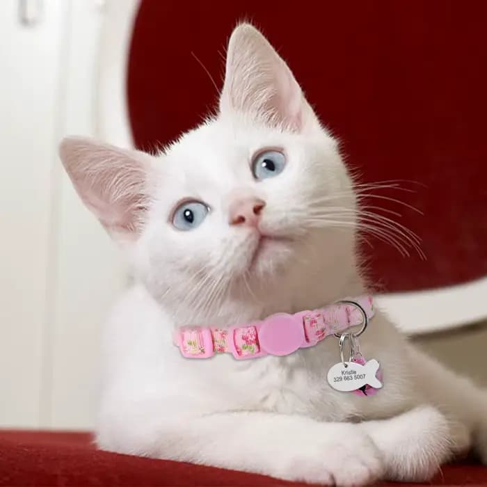 Collier en Nylon réglable pour chat gravé, étiquette d'identification personnalisée mignonne pour ch