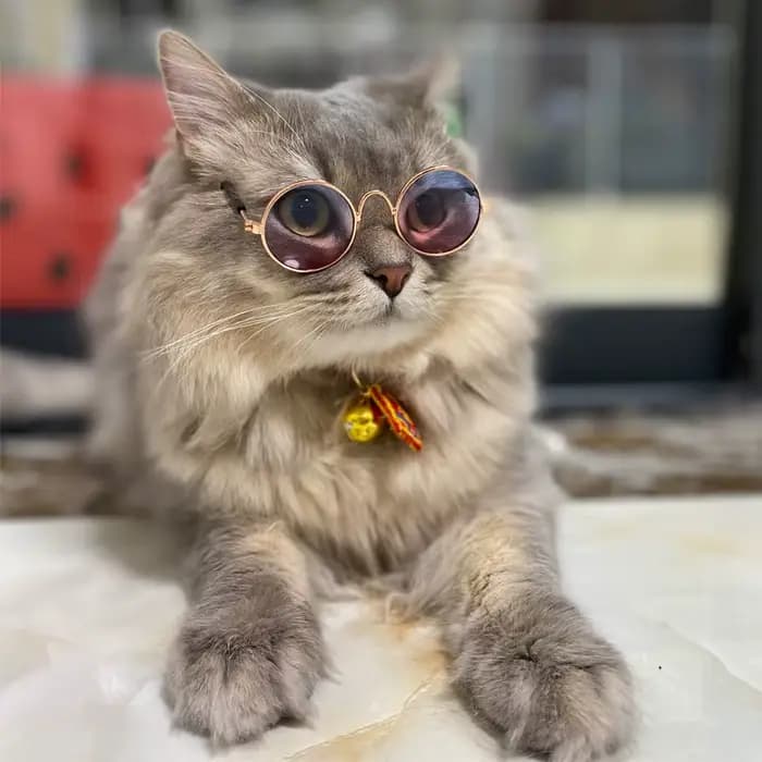 Lunettes de soleil rondes Vintage pour chat, lunettes réfléchissantes, produits pour animaux de comp