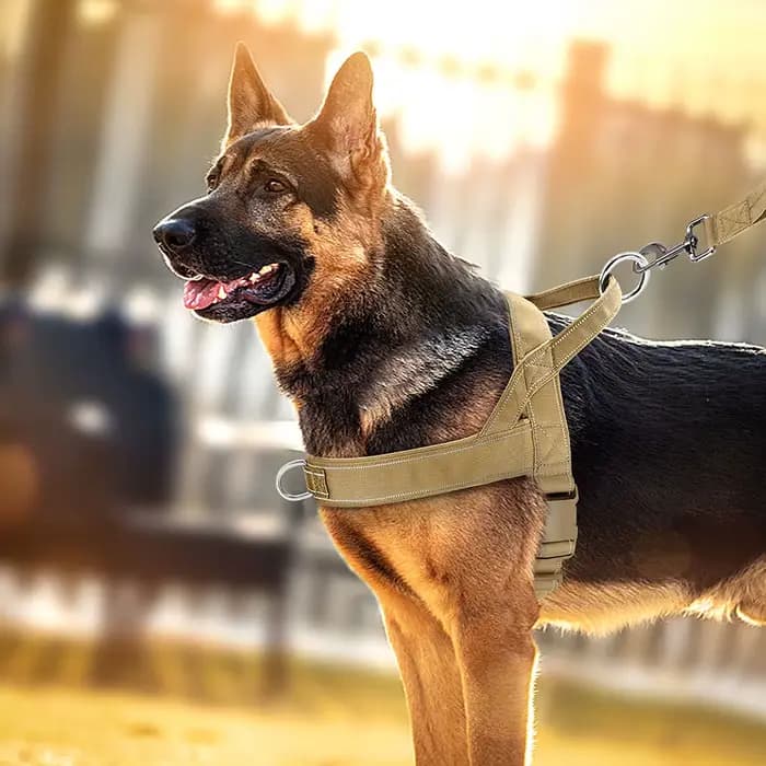 Harnais pour chien sans traction, rembourré et doux, gilet réfléchissant, harnais d'entraînement pou