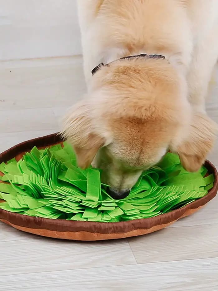 Polymères à renifler pour animaux de compagnie pour chiens, alimentation au nez, alimentation lente,