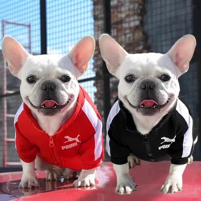 Veste de baseball pour chien, vêtements d'hiver pour chiens de petite et moyenne taille, gilet pour
