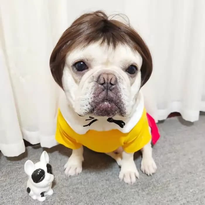 NONOR-Perruques pour animaux de compagnie, accessoires de cosplay, chapeau en élasthanne croisée, ol