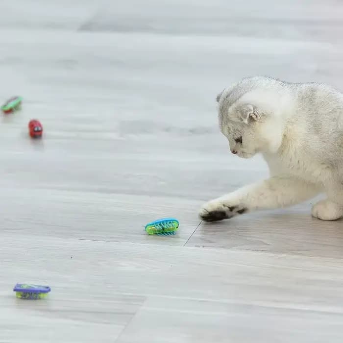TJavier-Jouets lumineux pour animaux de compagnie, vers électriques, puzzle coule pour animaux de co
