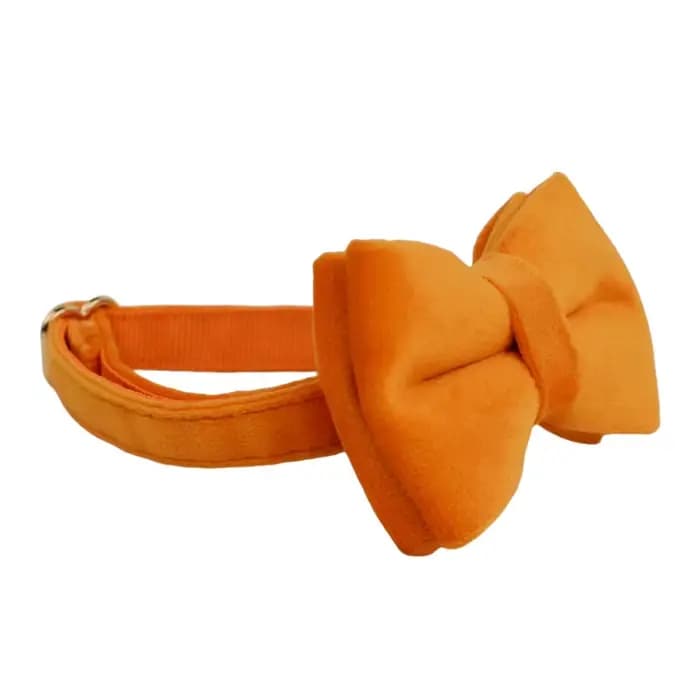 Collier personnalisé pour chat chaton collier velours chiot petits chiens colliers personnalisé grav