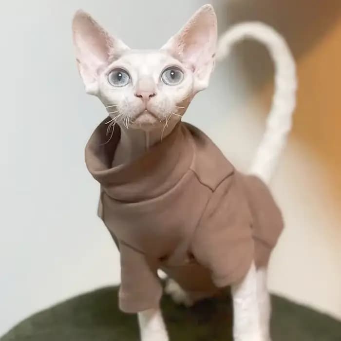 DUOMASUMI-Vêtements thermiques chauds auto-chauffants pour chat Sphynx, sous-vêtements sans poils, D