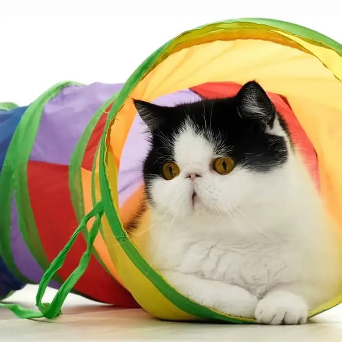 Tube Tunnel pliable pour chat, jouets d'entraînement pour chaton, jouet interactif amusant, Tunnel e