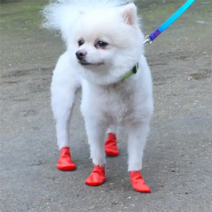 Bottes de pluie imperméables coordonnantes pour animaux de compagnie, bottes en caoutchouc pour ball