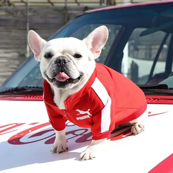 Veste de baseball pour chien, vêtements d'hiver pour chiens de petite et moyenne taille, gilet pour