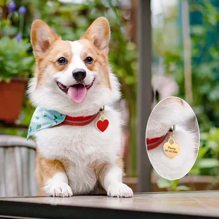 Étiquette d'identification de chien personnalisée gratuite, pendentif de plaque signalétique pour ch