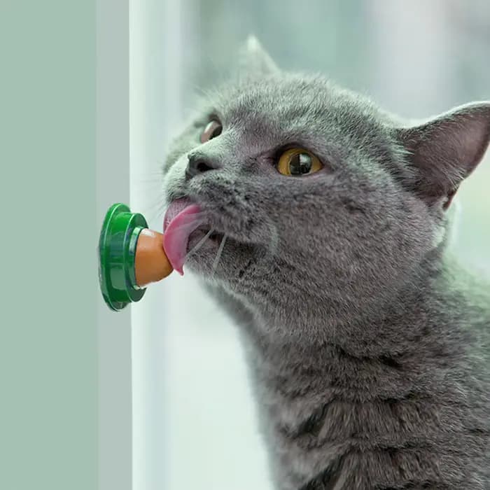 Bonbons à lécher l'herbe à chat pour chaton, pour augmenter la nutrition de la boisson, collations e