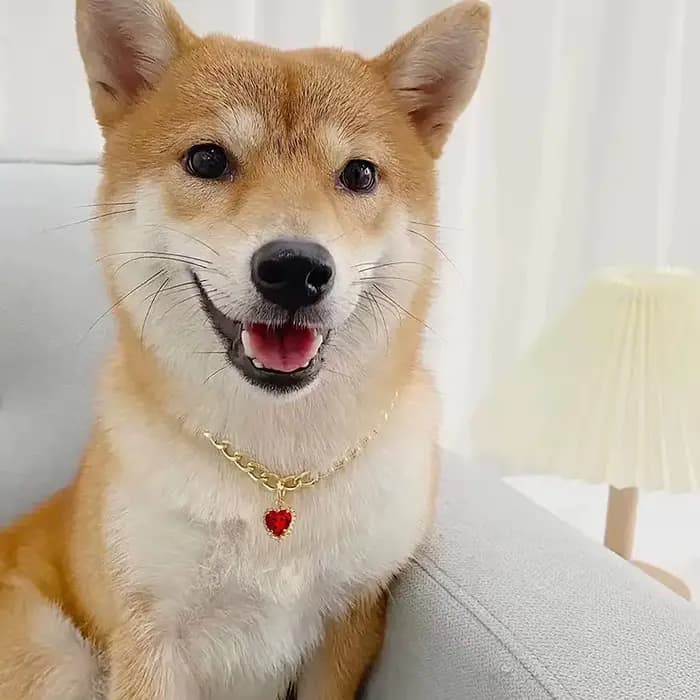 Collier de luxe pour chien et chat, bijoux avec pendentif en forme de cœur et de diamant, chaîne en