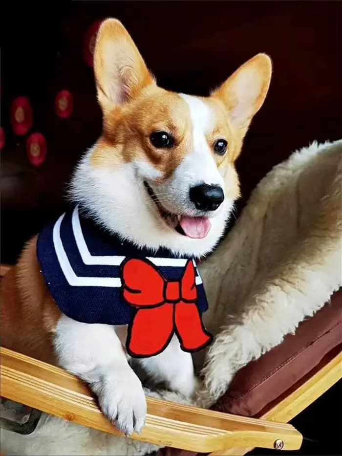 Bavoir pour chien, bandana pour chat, foulard pour animal de compagnie, joli accessoire de costume p