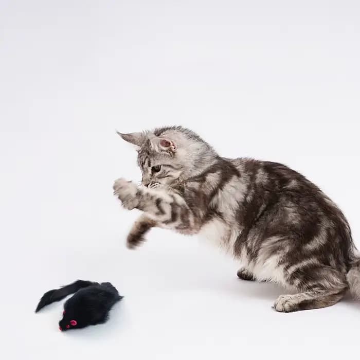 5/10 pièces faux souris chat jouet souris à queue de cheveux longs avec son en peluche souris douce