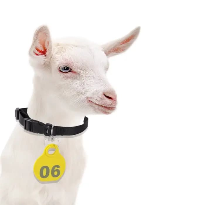 Collier en Nylon réglable pour animaux de compagnie, étiquette volante avec numéro de série Double f