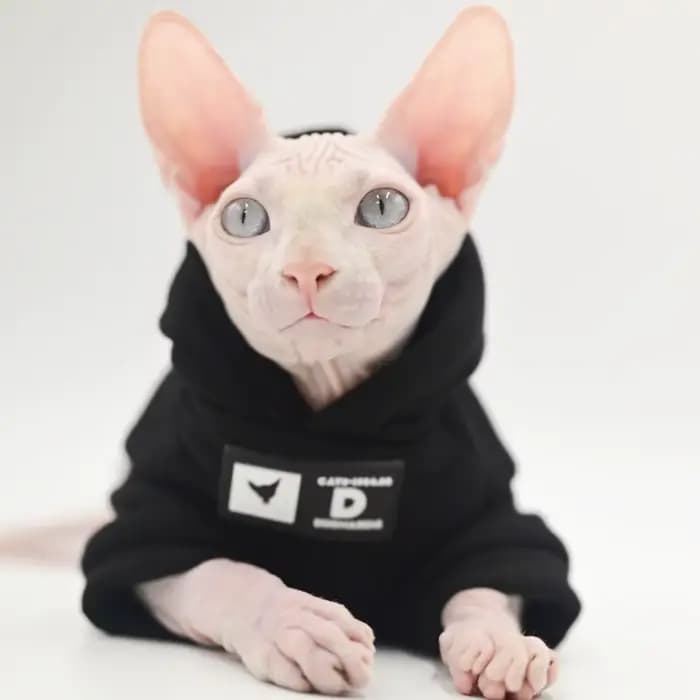 DUOMASUMI Sweat à capuche pour chat pour races sans poils – Pull tendance printemps/automne pour Sph