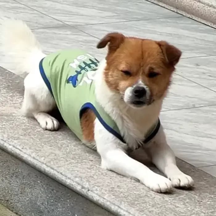 Gilet d'été en coton pour animaux de compagnie, pour petits chiens et chats, T-shirts avec lettres i