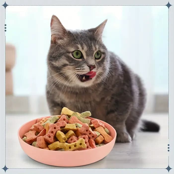 Pack de 4 bols pour chat moustaches - Plats d'alimentation peu profonds