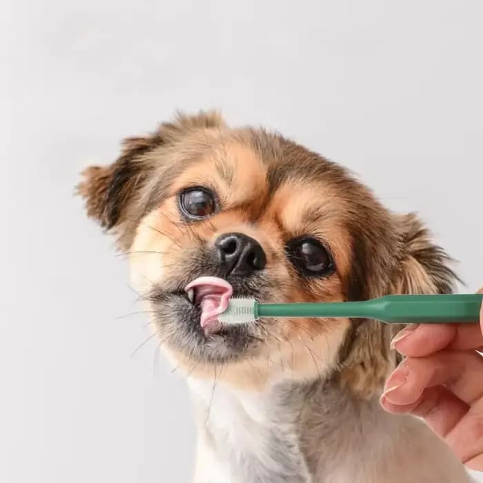 Brosse à dents pour chat